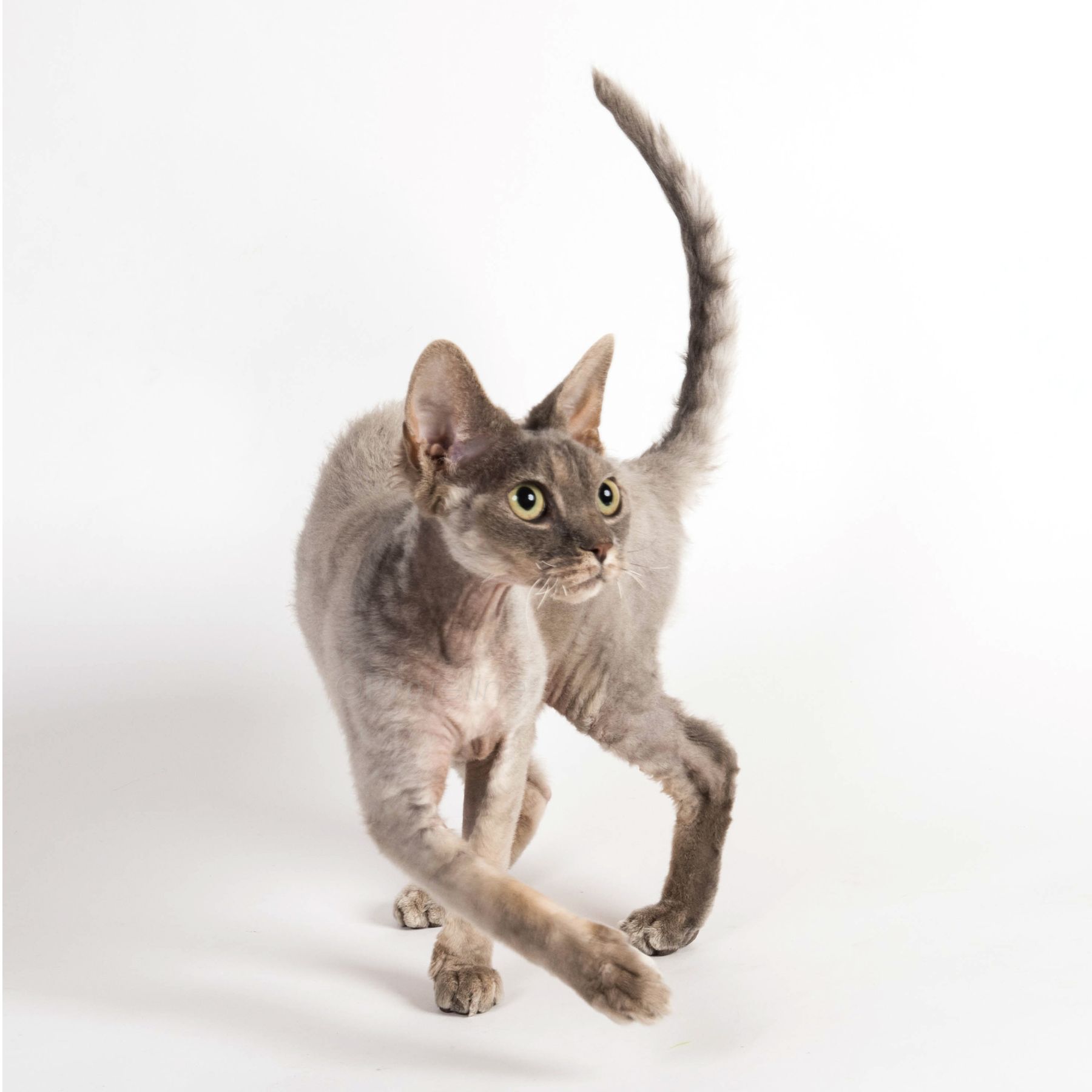 Devon Rex – foto 2