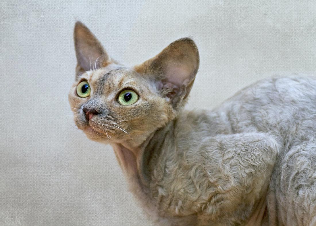 Devon Rex – foto 3