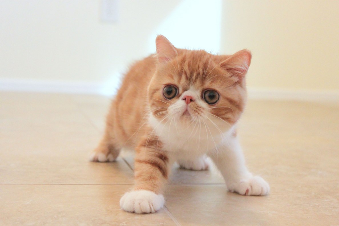 Exotic Shorthair – foto 2