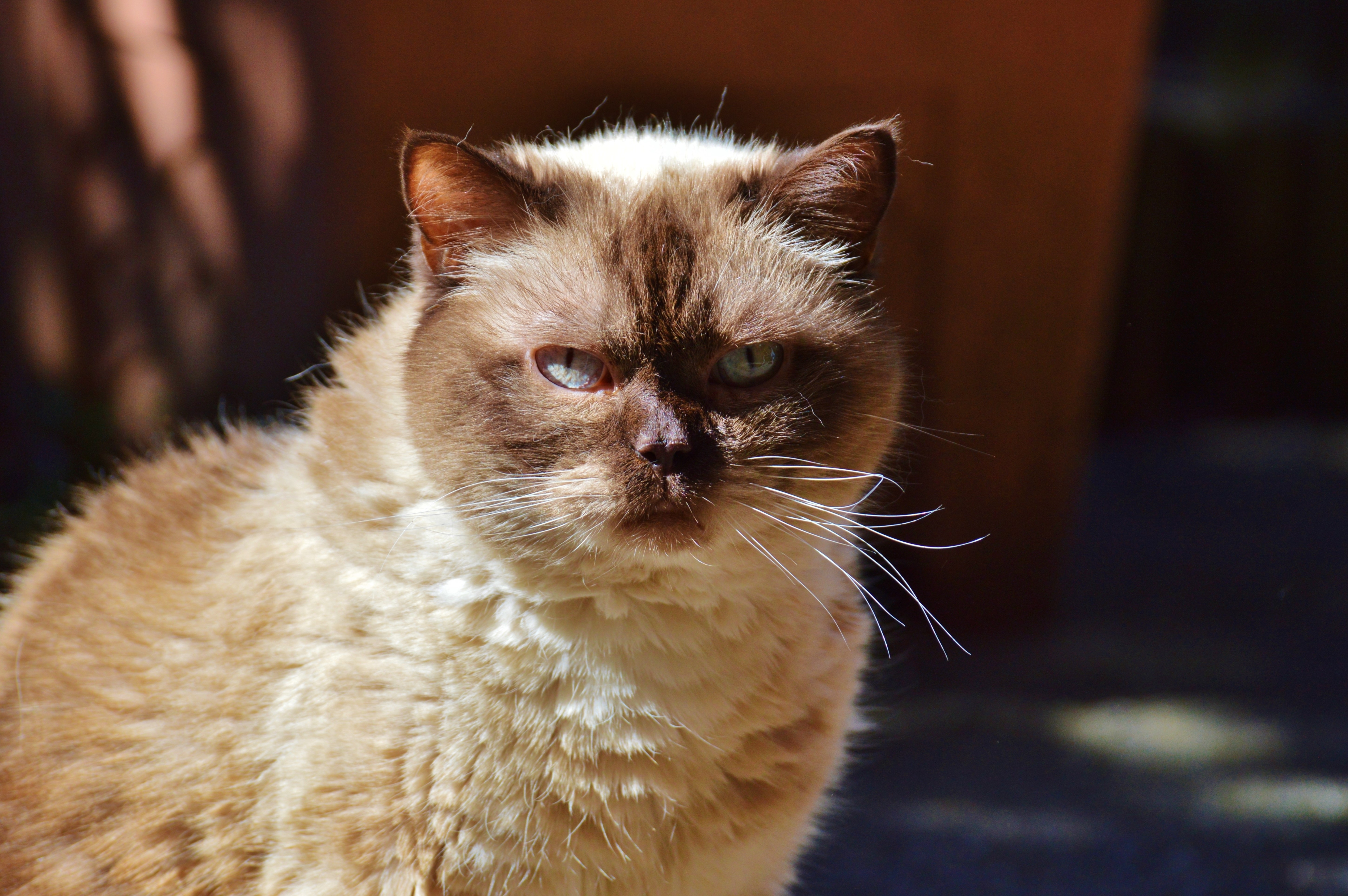Himalayan – foto 2