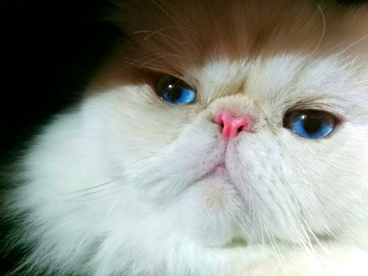 Himalayan – foto 3