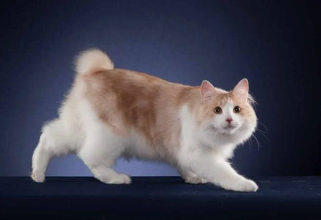 Kurilian Bobtail – foto 2