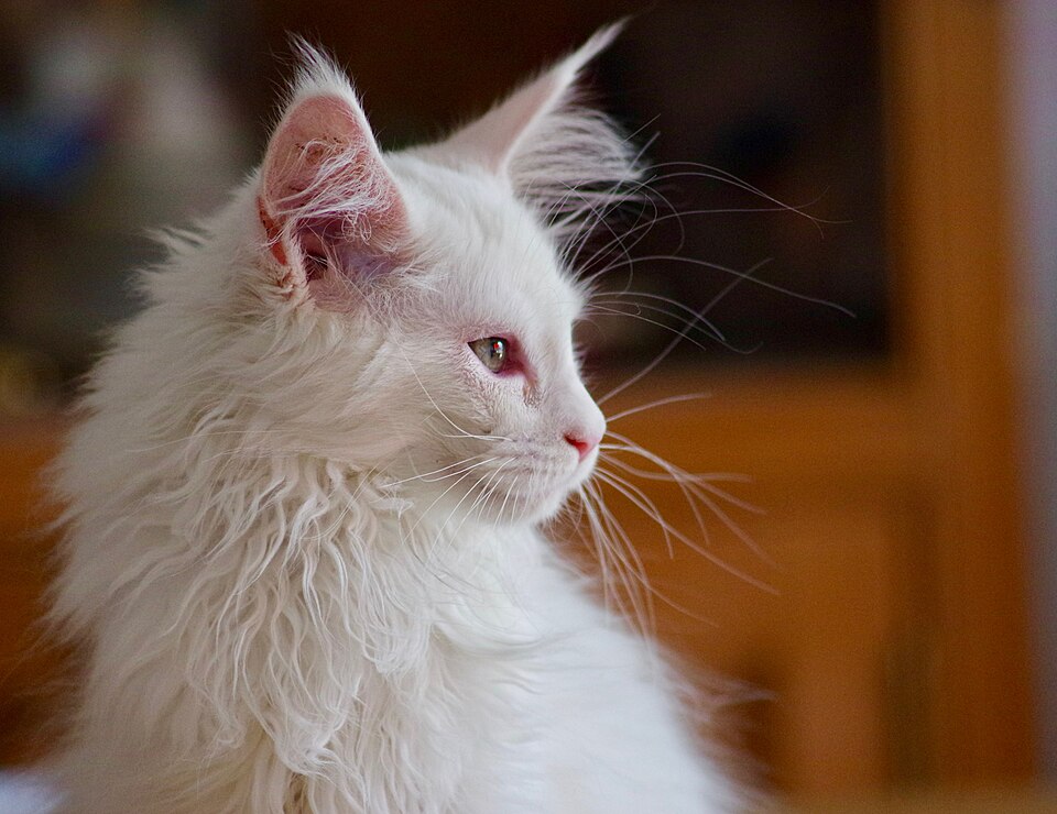 Maine Coon – foto 3