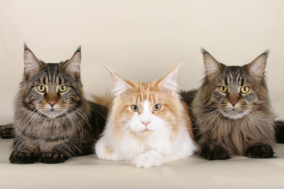 Calendário de Vacinação para Cães e Gatos: Guia Completo 2026