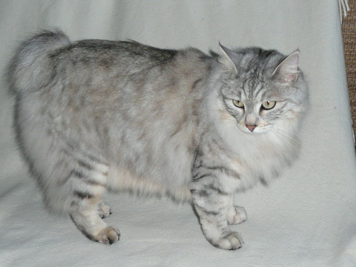 Manx – foto 2