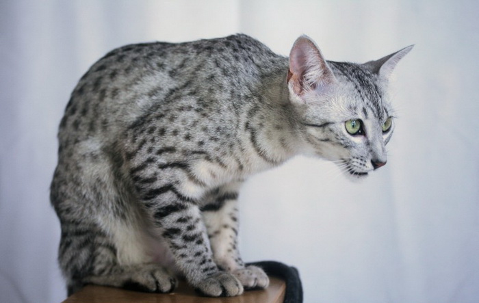 Mau Egípcio