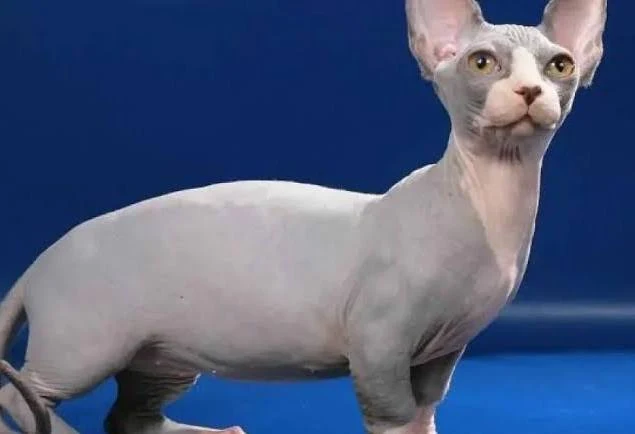 Minskin – foto 3
