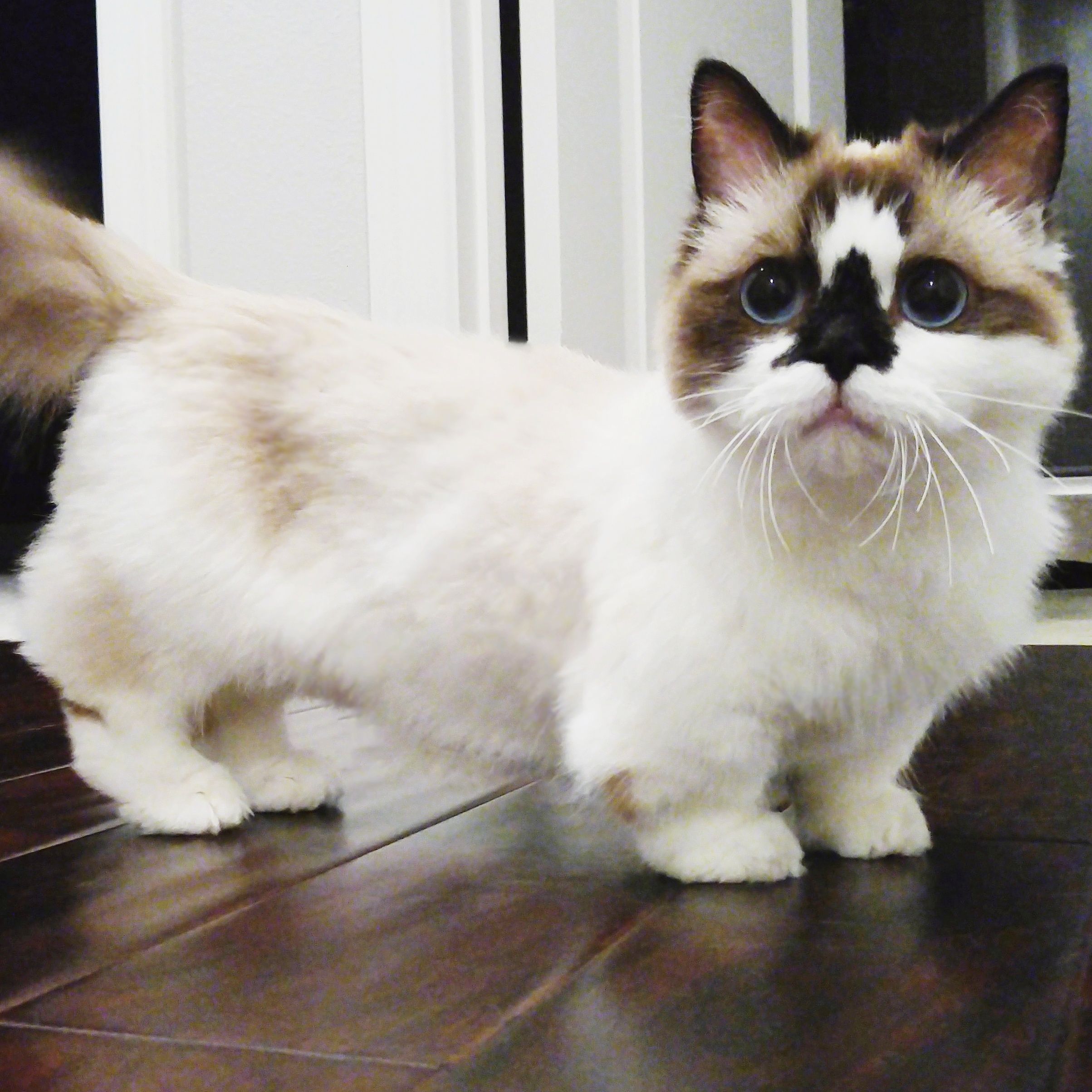 Munchkin