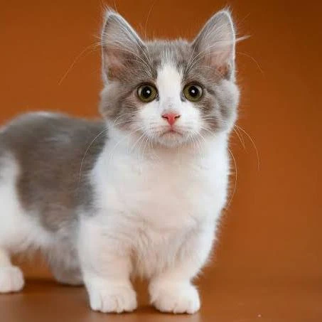 Napoleon (Minuet) – foto 3