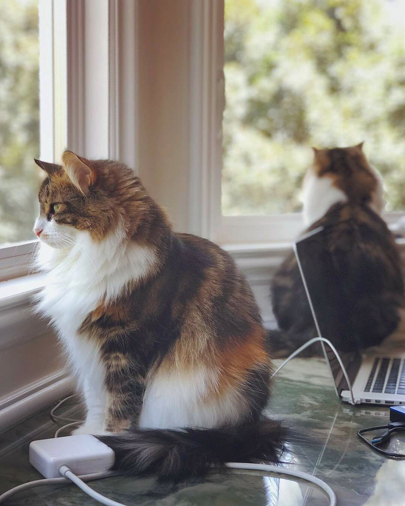 Norwegian Forest Cat – foto 2