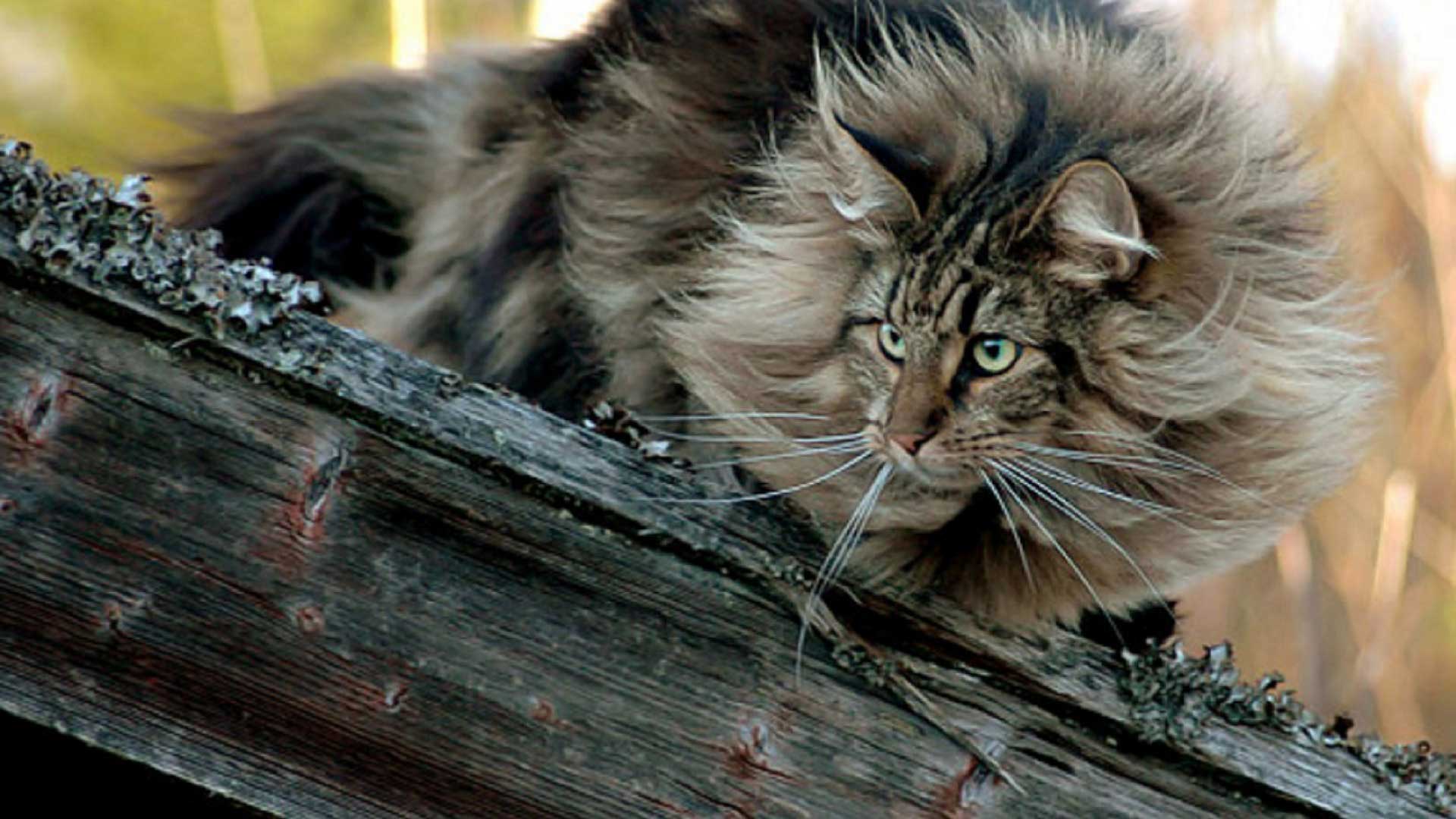 Norwegian Forest Cat – foto 3