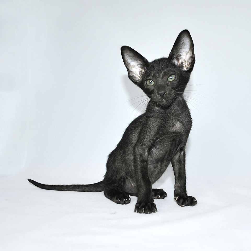 Oriental Shorthair