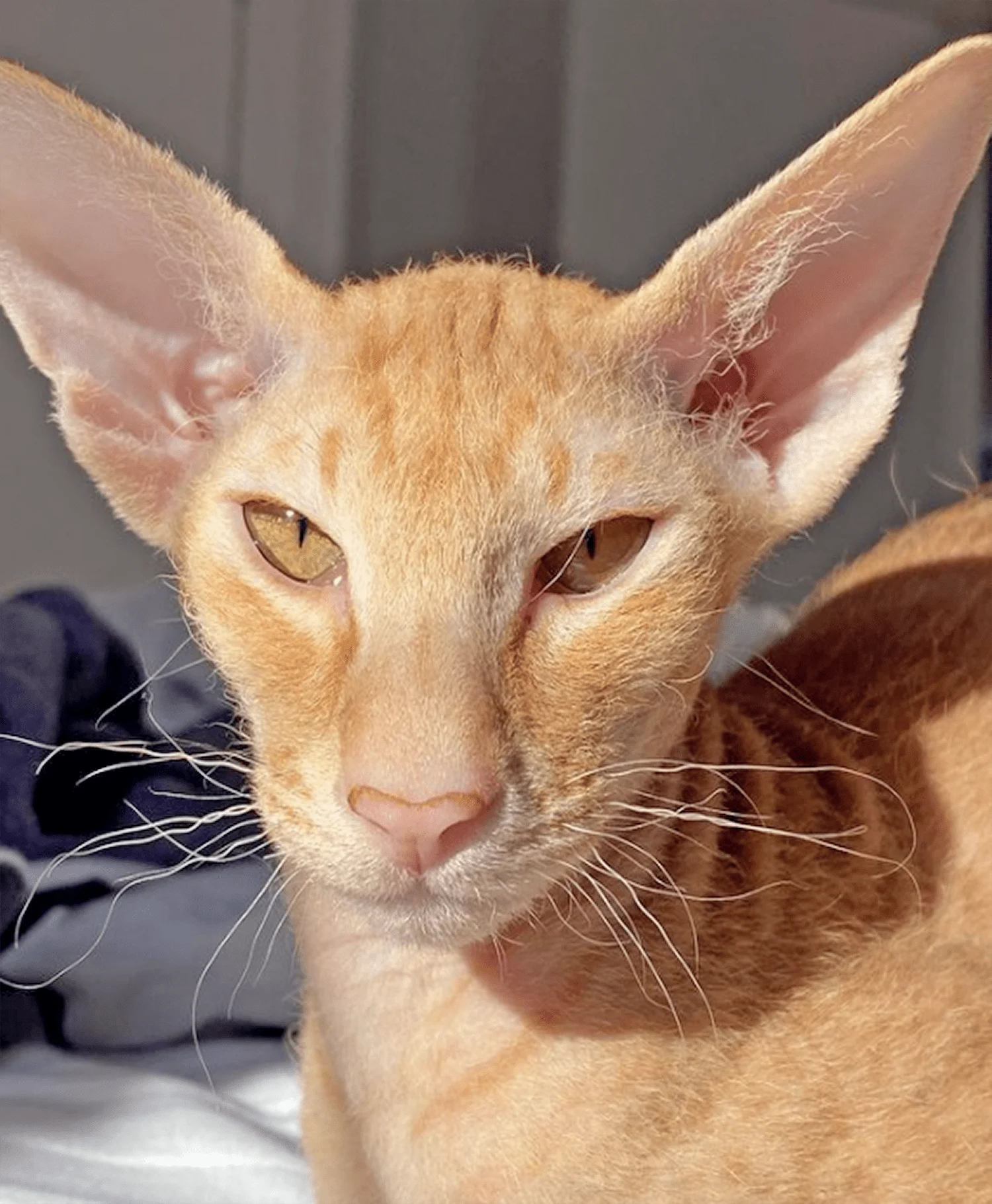 Peterbald – foto 3