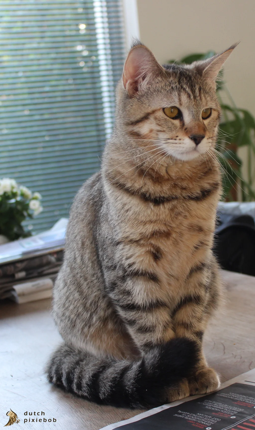 Pixie-bob – foto 2
