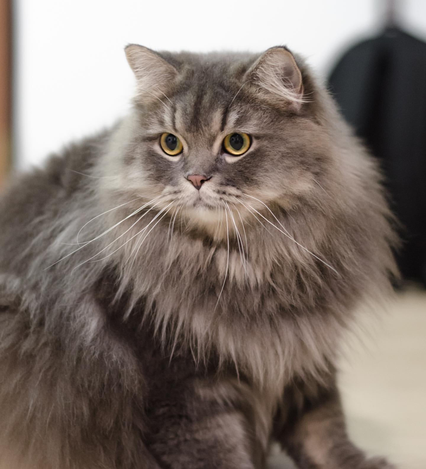 Ragdoll – foto 2