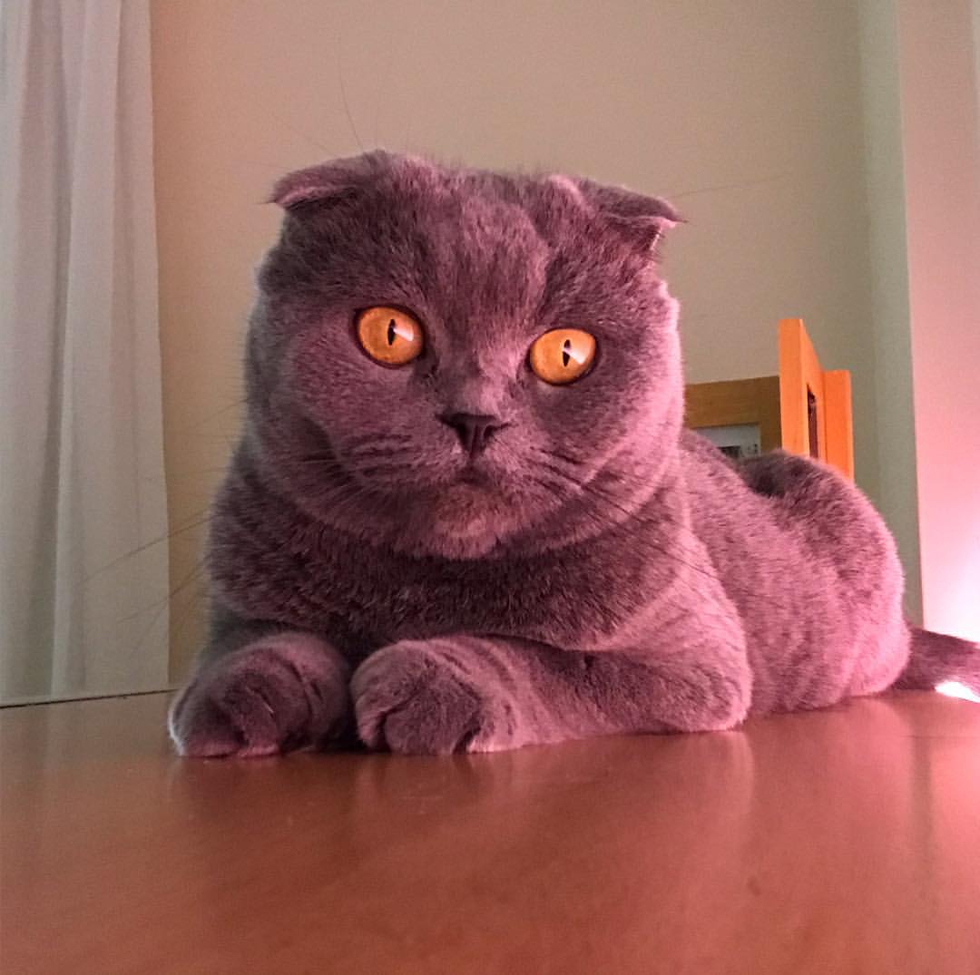 Scottish Fold – foto 2