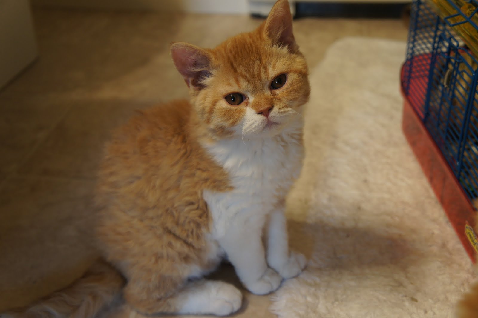 Selkirk Rex