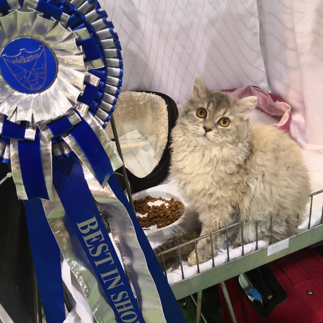 Selkirk Rex – foto 2