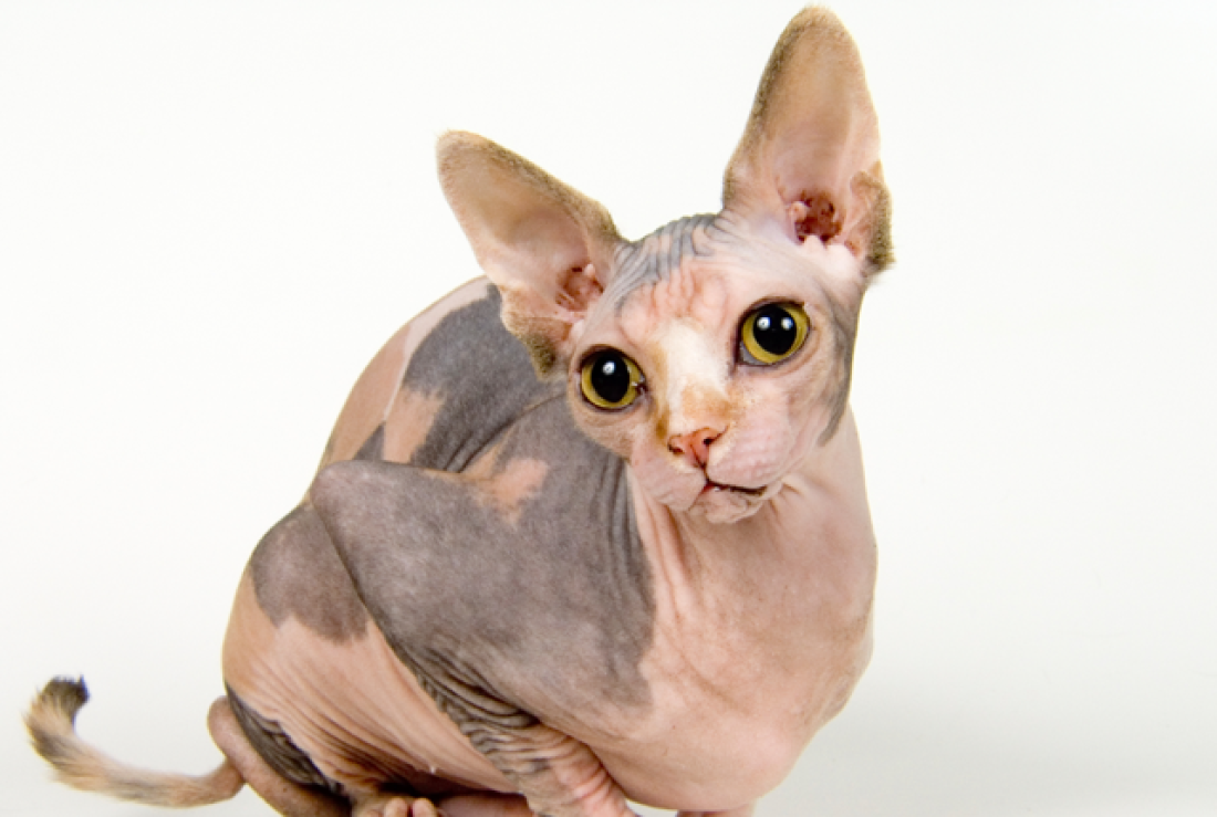 Gatos para Alérgicos: Raças que Soltam Menos Pelo