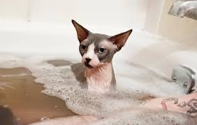 Sphynx – foto 2