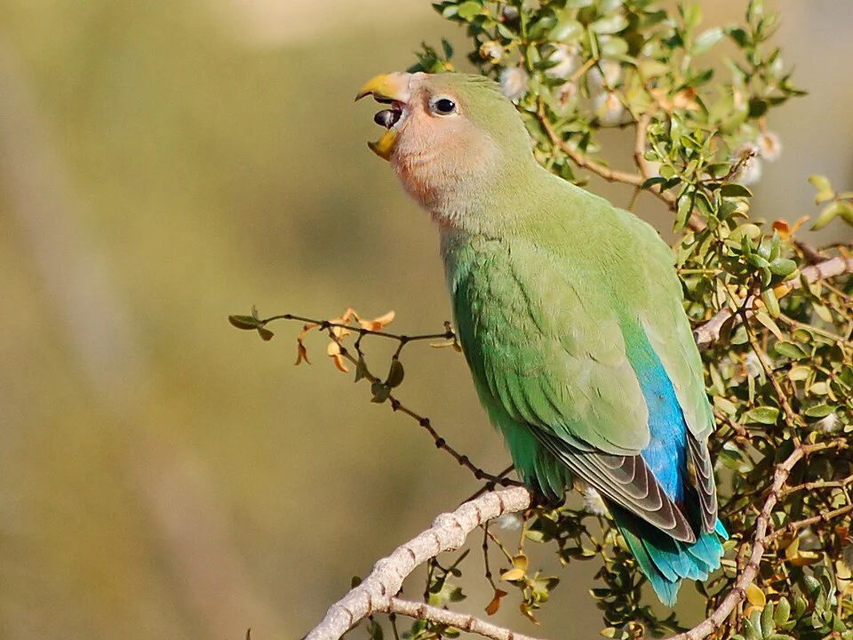 Agapornis