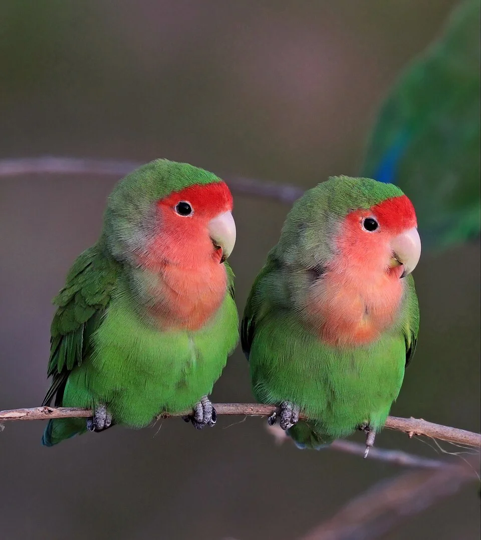 Agapornis – foto 3
