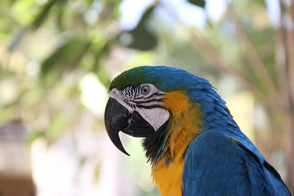 Arara-azul-e-amarela