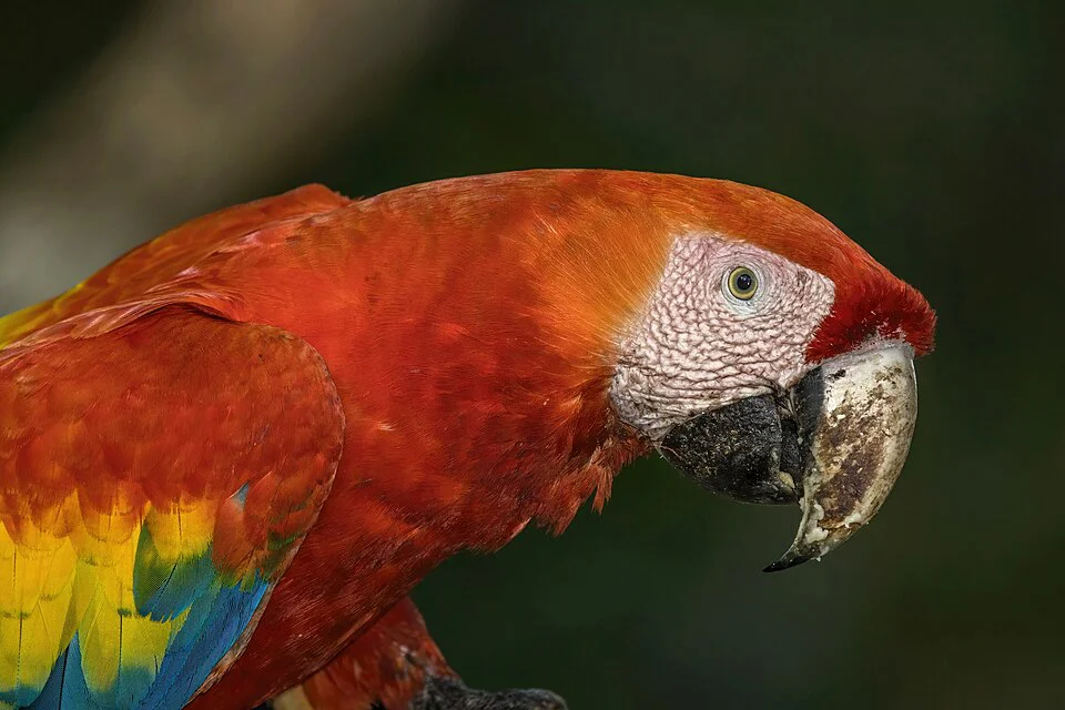 Arara-vermelha