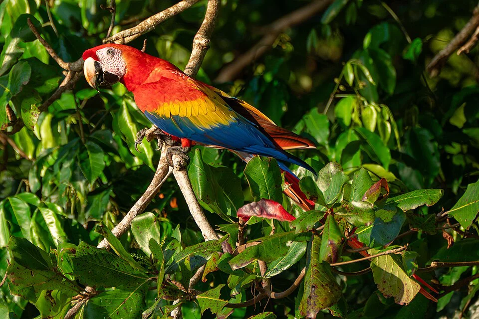 Arara-vermelha – foto 2