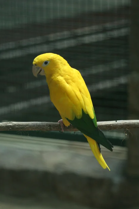 Ararajuba