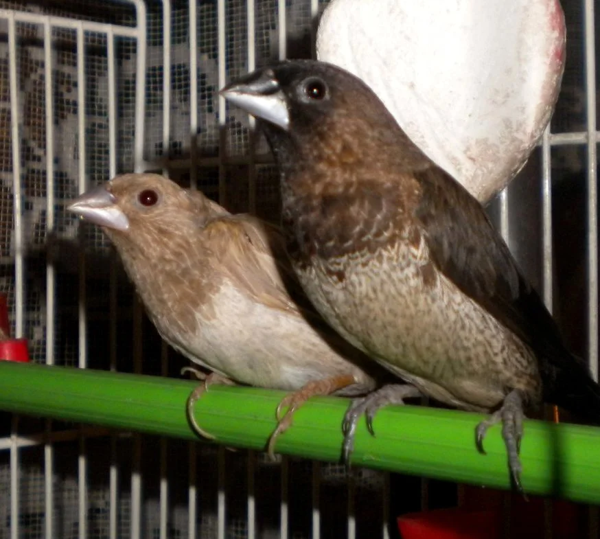 Bengali – foto 2