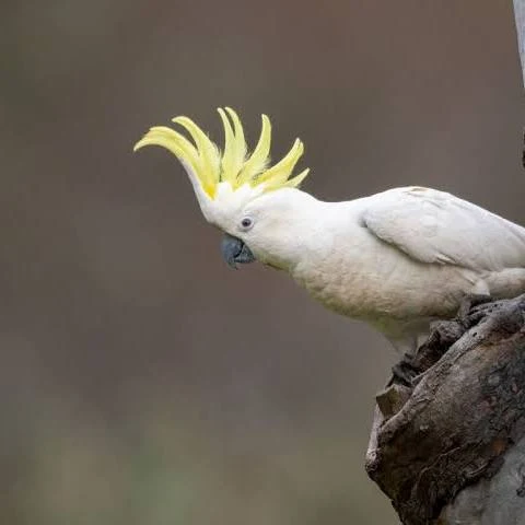 Cacatua-de-crista-amarela