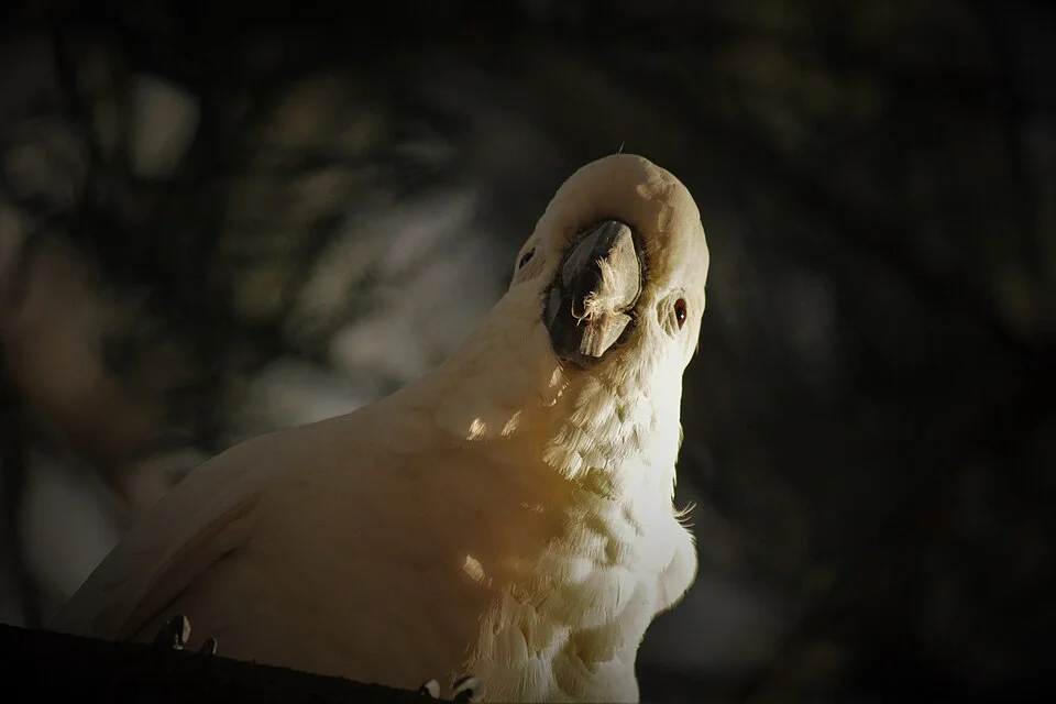 Cacatua-de-crista-amarela – foto 2