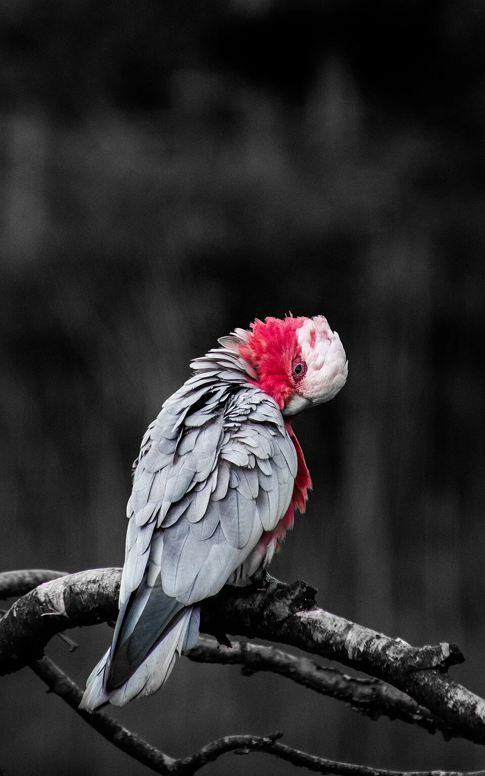 Cacatua-galah