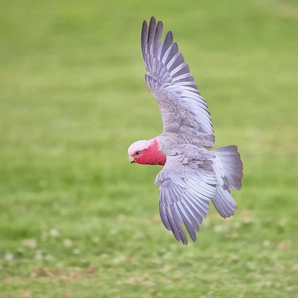 Cacatua-galah – foto 2