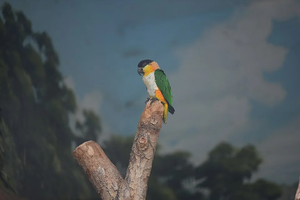Caique-cabeça-preta – foto 3