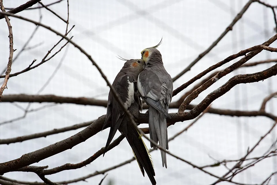 Calopsita — uma das aves domésticas mais populares e acessíveis do Brasil