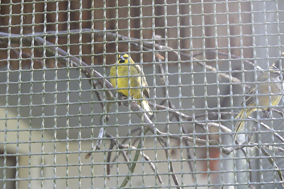 Cardeal-amarelo – foto 3