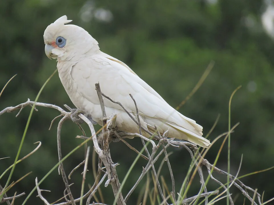 Corella-pequena – foto 2