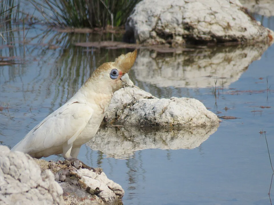 Corella-pequena – foto 3