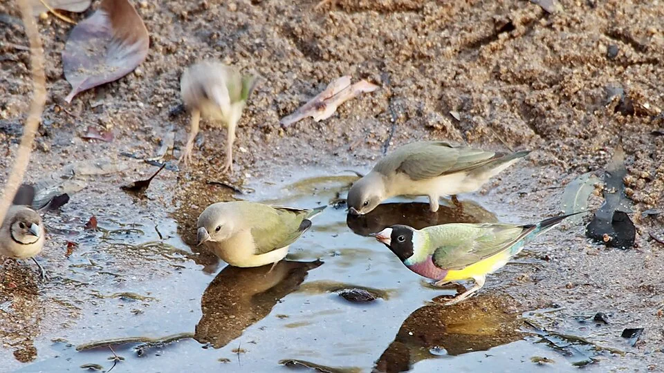 Diamante-de-Gould – foto 2