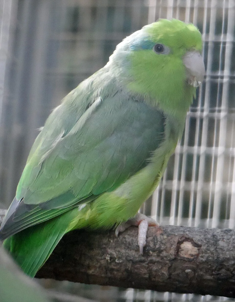 Forpus – foto 3