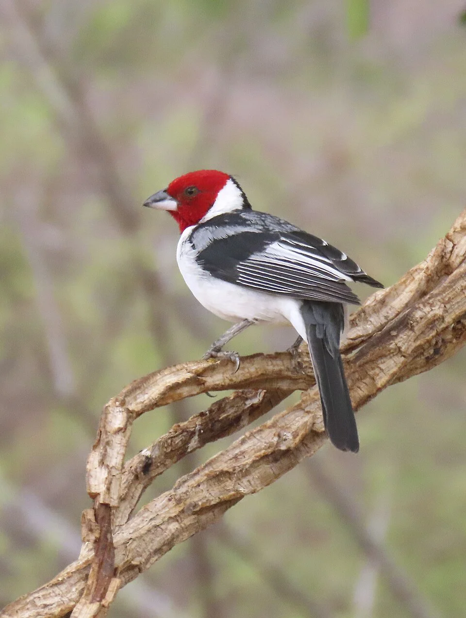 Galo-da-campina – foto 2