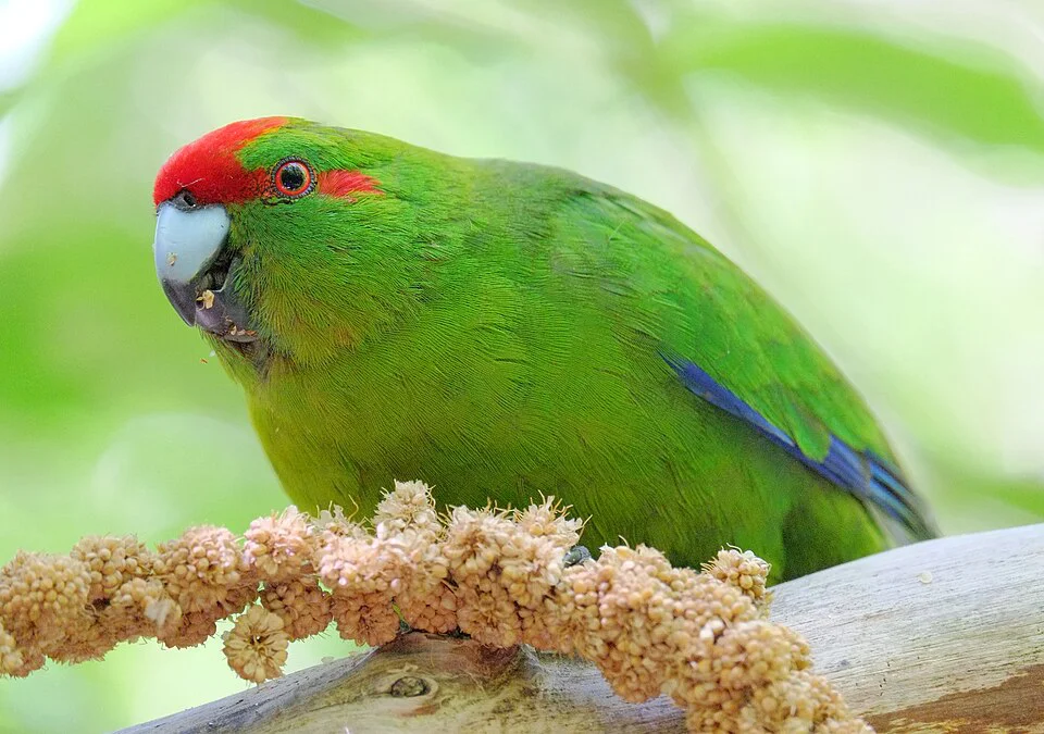 Kakariki
