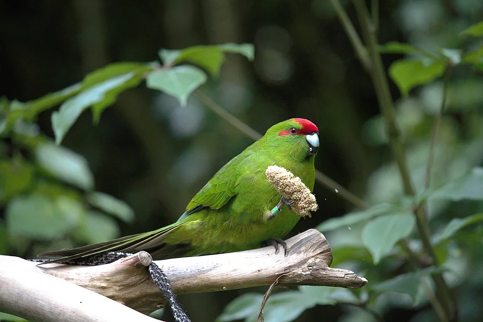 Kakariki – foto 2
