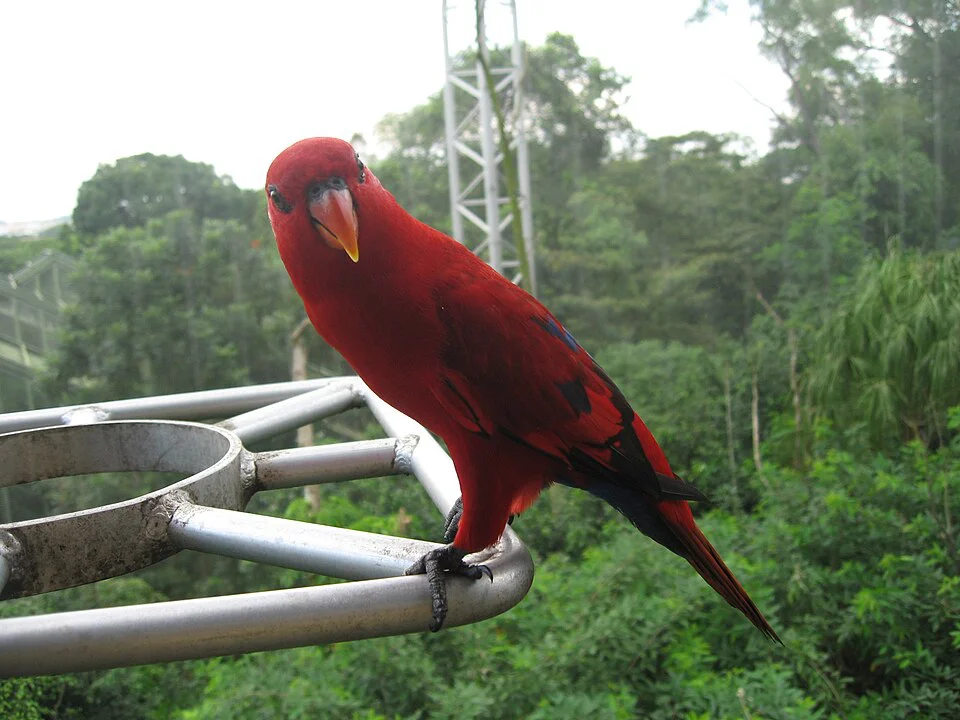 Lori-de-cabeça-vermelha