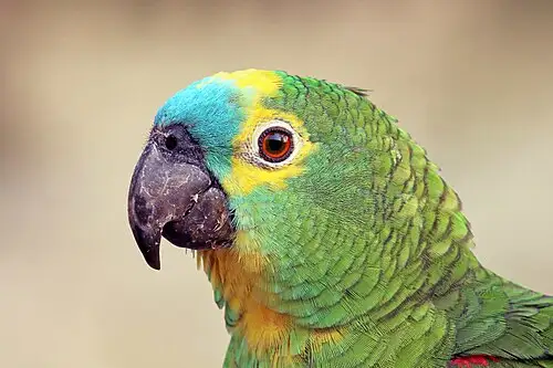 Papagaio-de-fronte-azul
