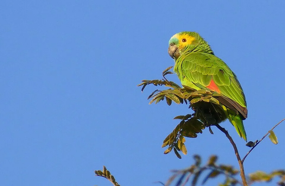 Papagaio-verdadeiro