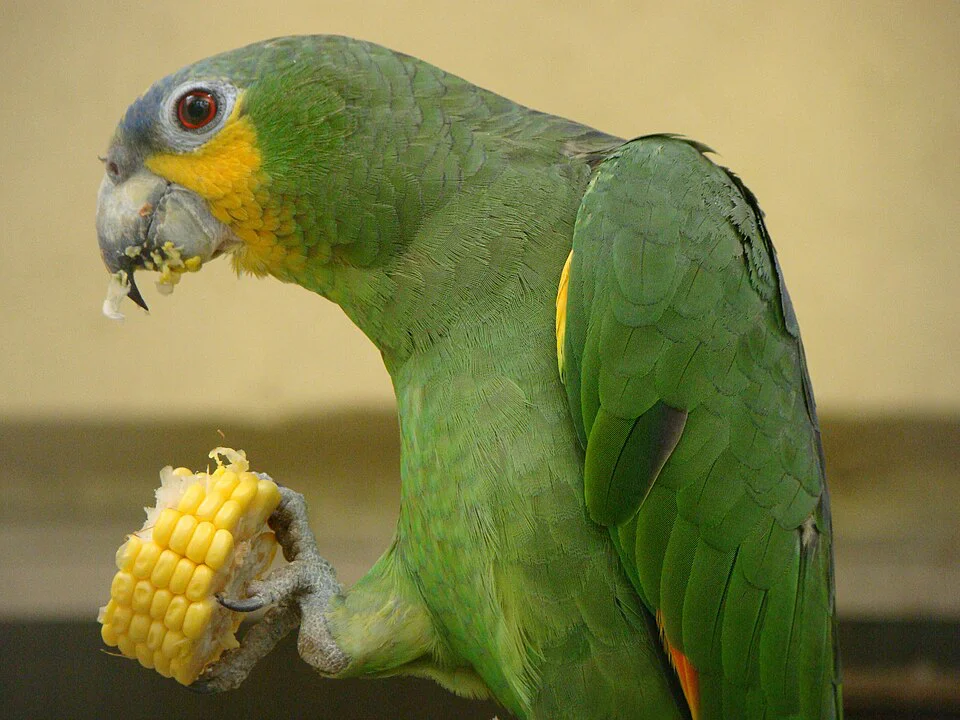 Alimentação de Pássaros Domésticos: O que Podem e Não Podem Comer