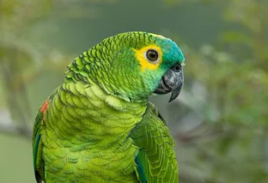 Papagaio atento — aves saudáveis mantêm postura ereta e olhar alerta